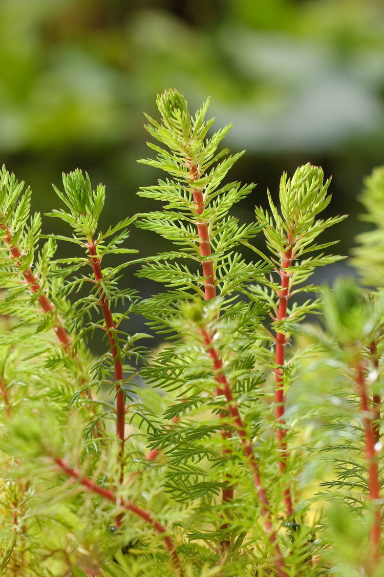 Braziliaans Vederkruid (Myriophyllum brasiliensis) D 18 H 30 cm