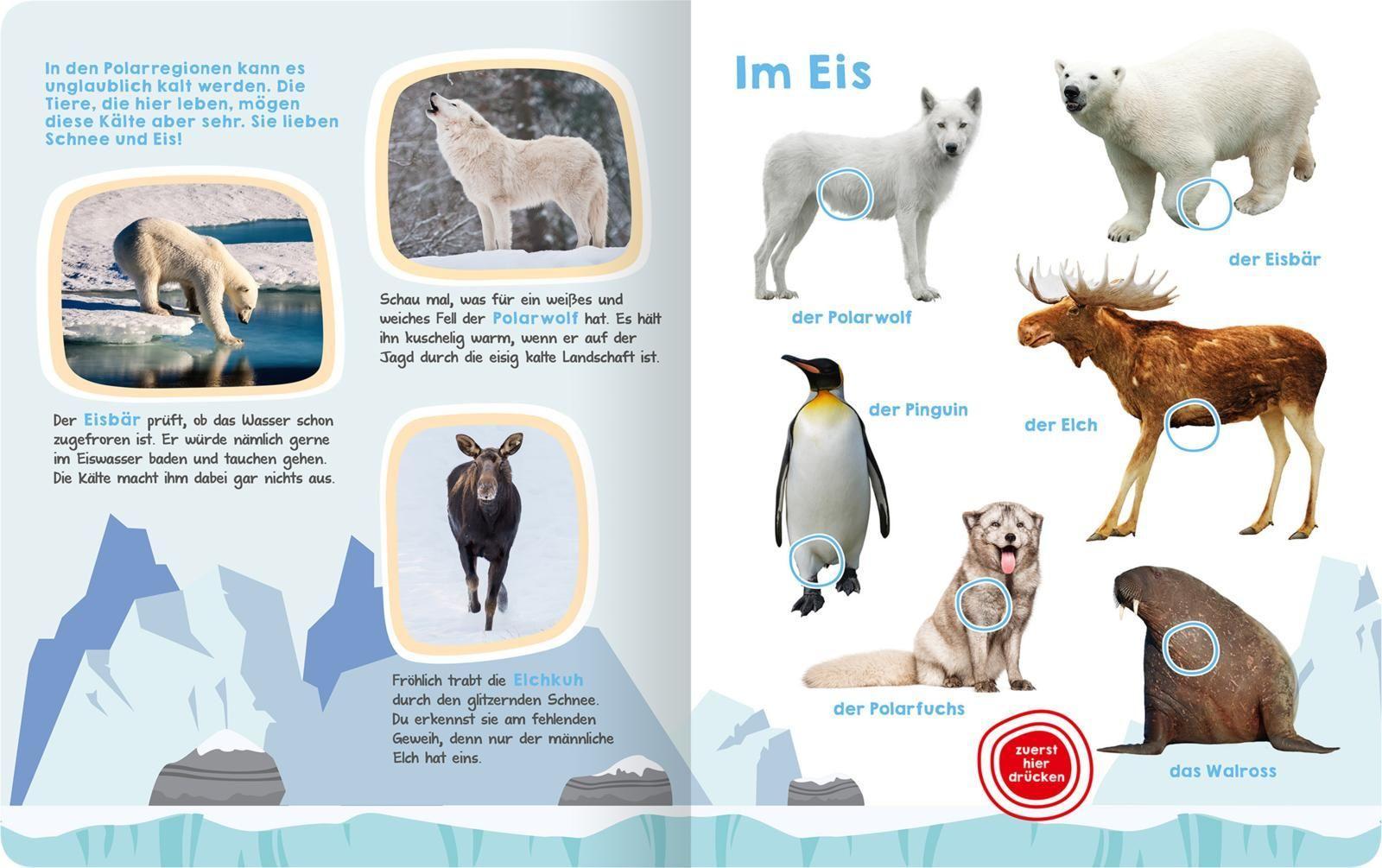 Was hörst du hier? - Wilde Tiere