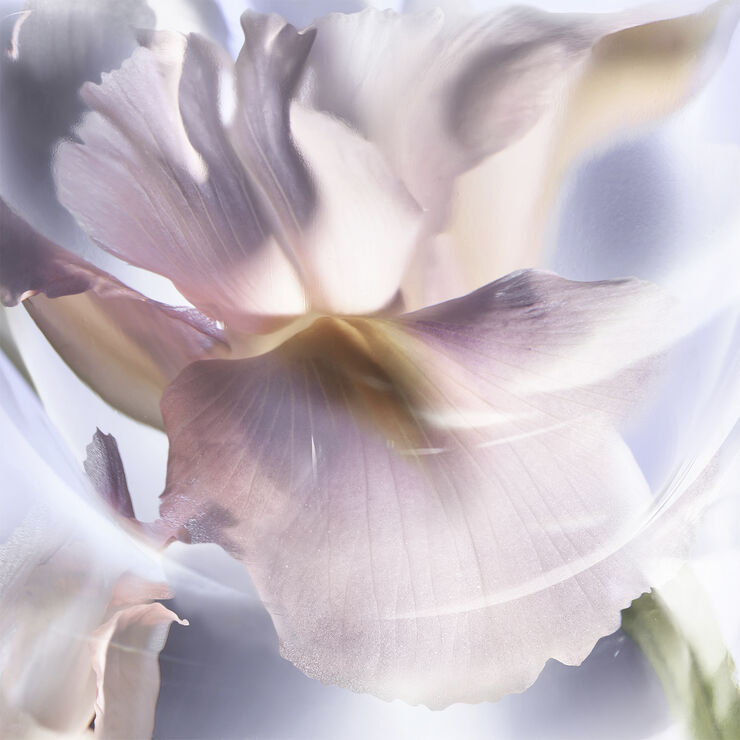 Lancôme Lancôme La vie est Belle Iris Absolu Eau de Parfum