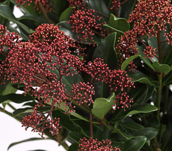 Blütenskimmie 'Rubella'
