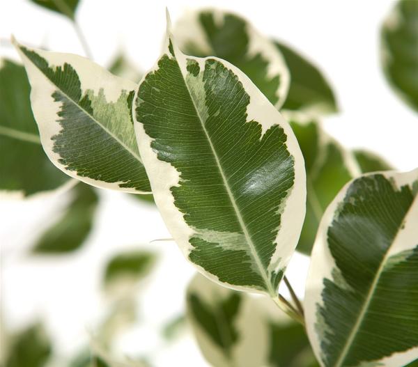 Birkenfeige - Ficus benjamina 'Forever',