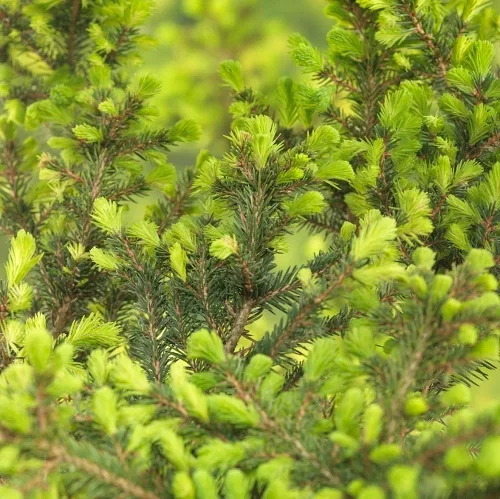Picea omorika 'Karel' Serbergran 'Karel' Ø17 cm