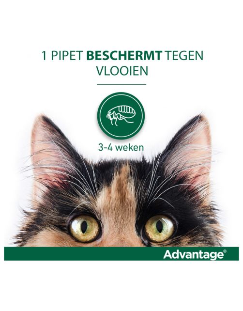 Advantage Kat 4 pip - Anti vlooienmiddel