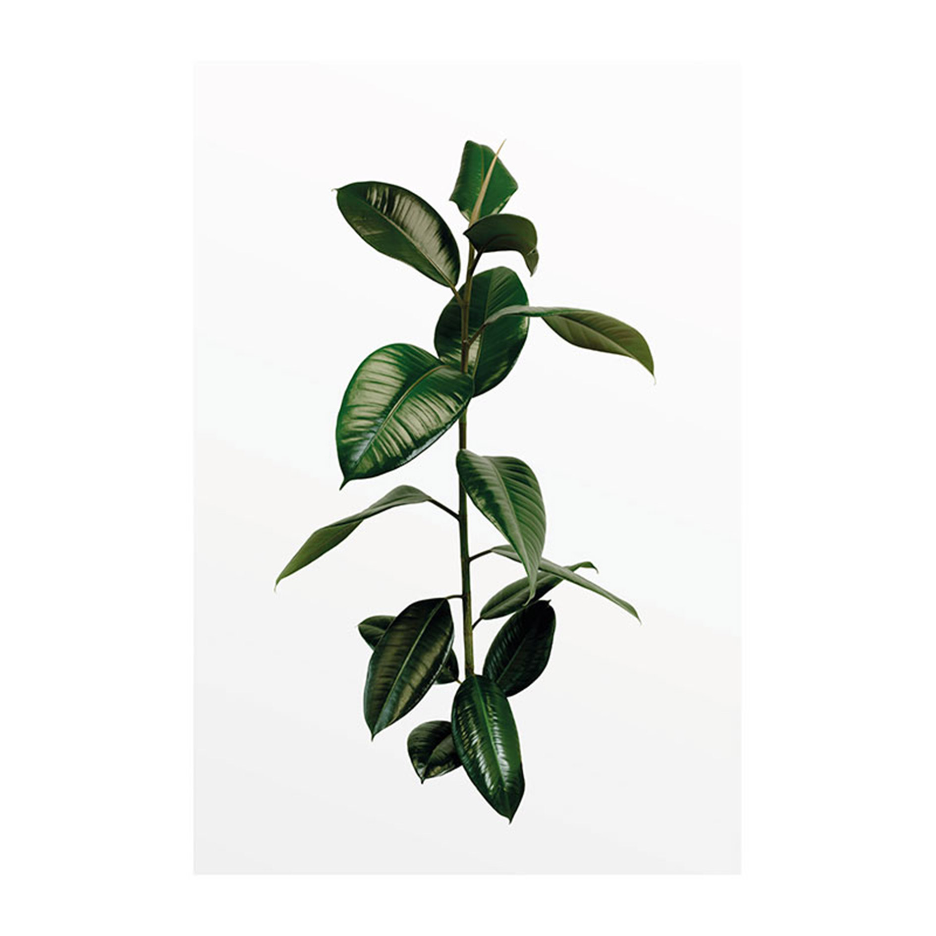 Wandbild FICUS BRANCH - 50x70 cm