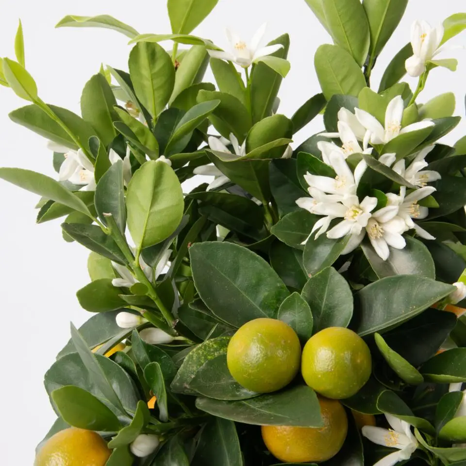 Sinaasappelboom - Citrus mitis 'Calamondin' - Hoogte 55-65cm - ⌀19cm