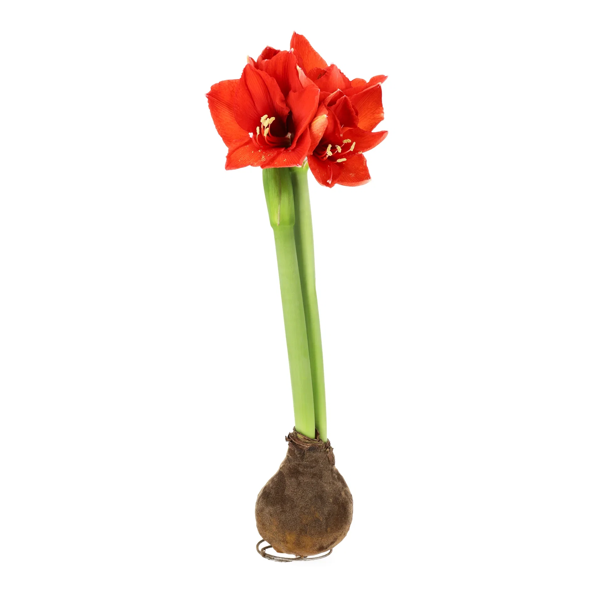 Hippeastrum x hortorum Vokset amaryllisløk Omkrets 32 cm