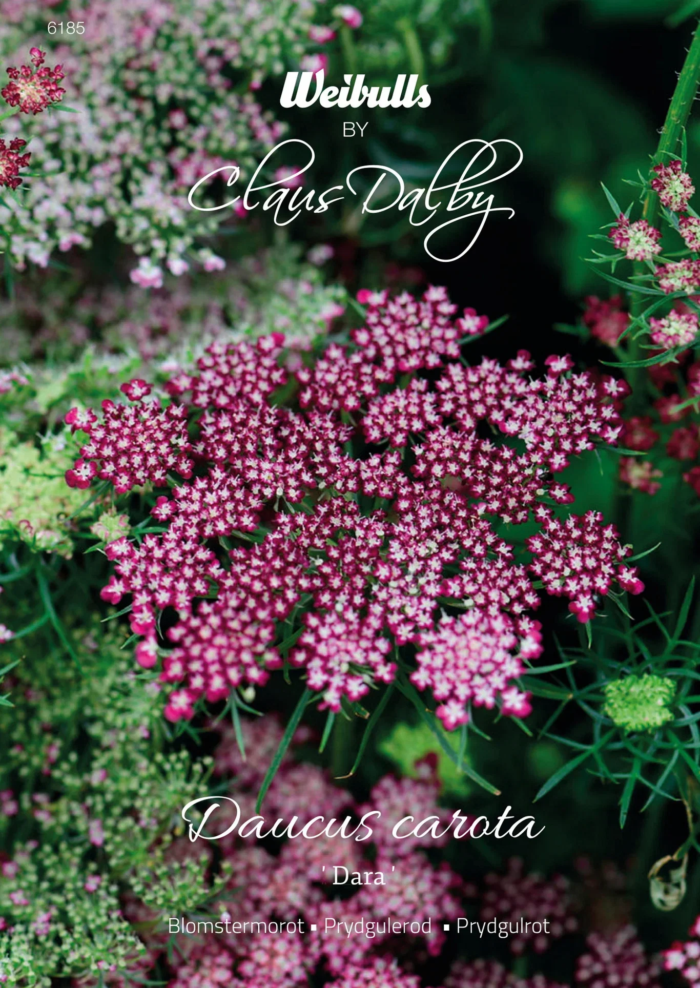 Daucus carota 'Dara' Blomstergulrot 'Dara'