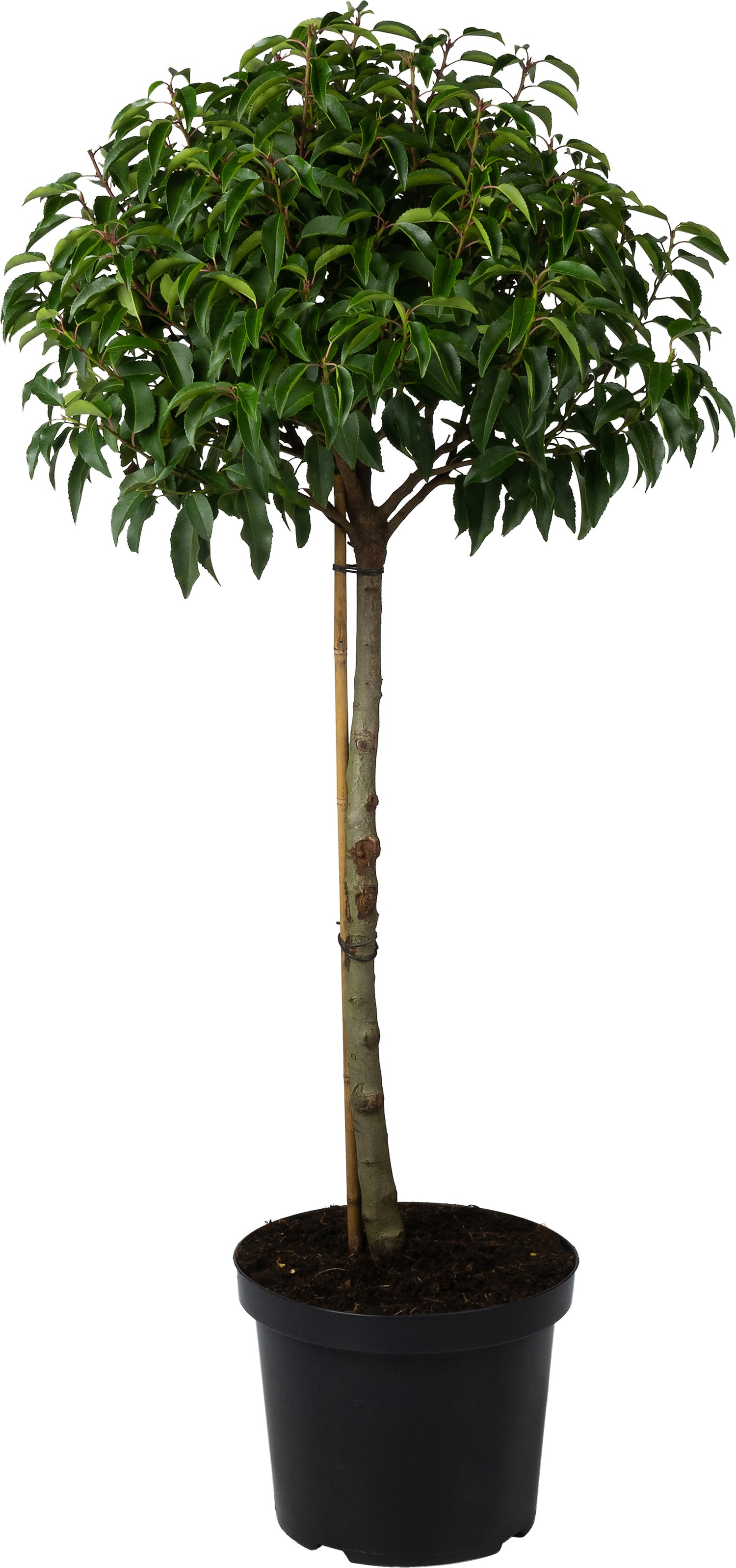 Portugese Laurier (Prunus lusitanica 'Angustifolia') D 27 H 60 cm