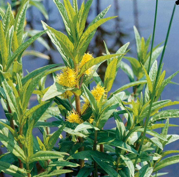 Moeraswederik (Lysimachia thyrsiflora) D 9 H 20 cm