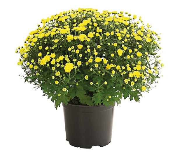 Herbst-Chrysantheme