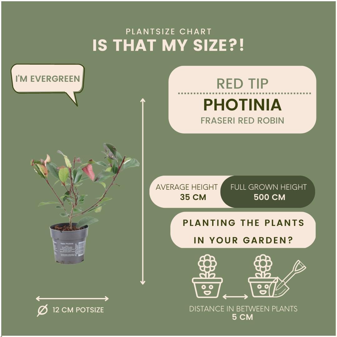 Photinia fraseri 'red robin' - lot de 6