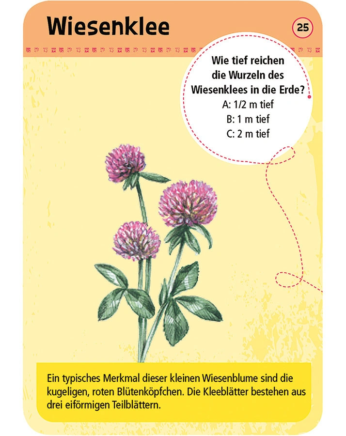 50 heimische Blumen entdecken & bestimmen