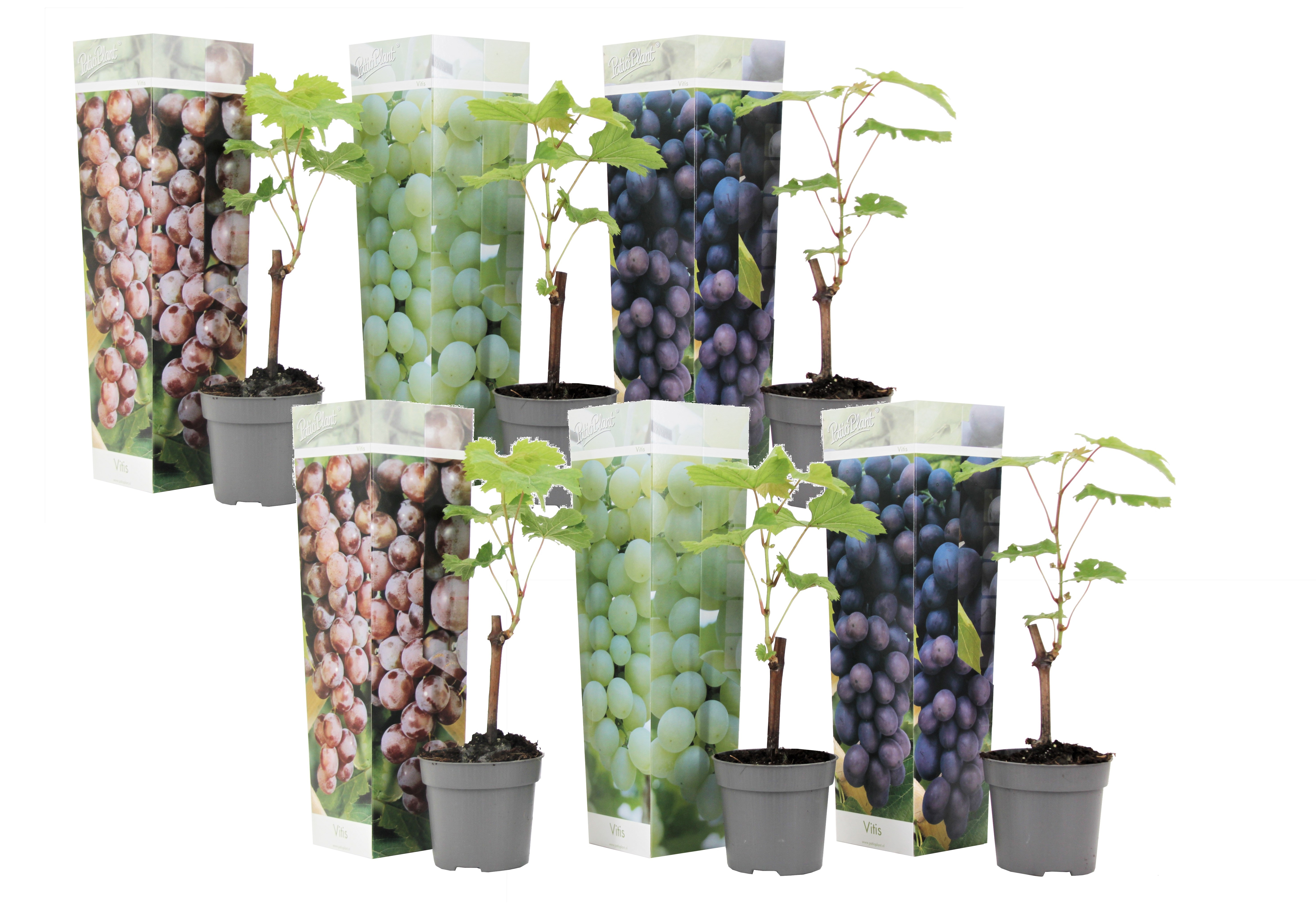 Plants de raisin - mélange de 6 - vitis vinifera - pot 9cm - hauteur 25-40cm