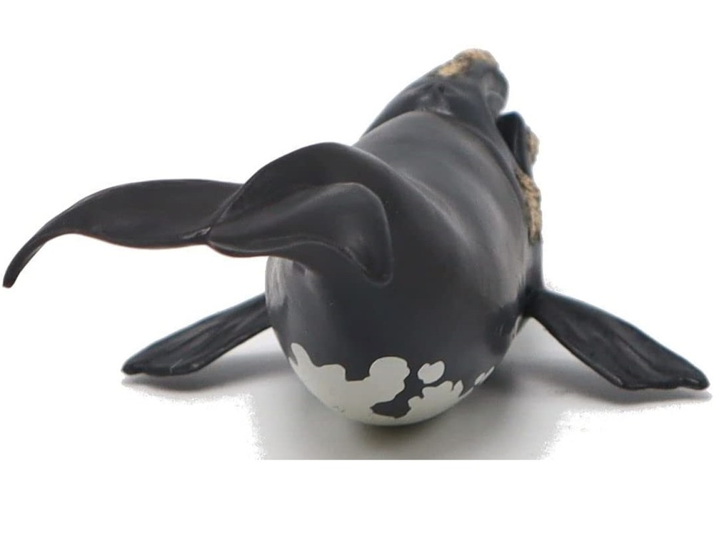 Figurine jeune baleine franche