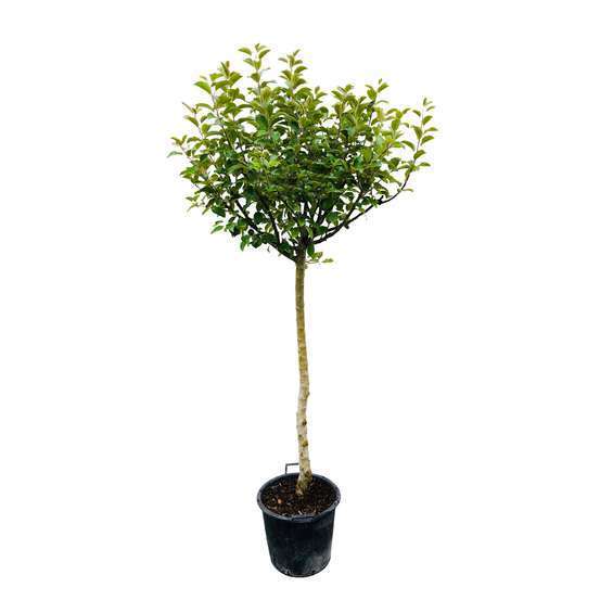 Pommier Reine de Reinette : tige 10/12 cm conteneur 25 litres