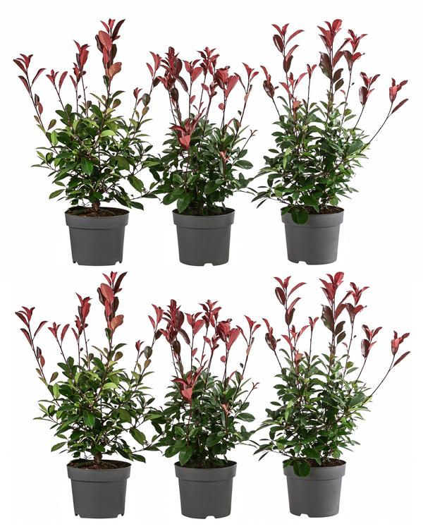 2 Meter Purpur-Glanzmispel 'Red Robin', 6 x