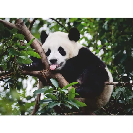 Ravensburger Puzzle - Pandabär, 500 Teile