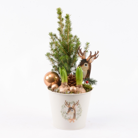Jacinthes X2 et Picéa déco de noël D16