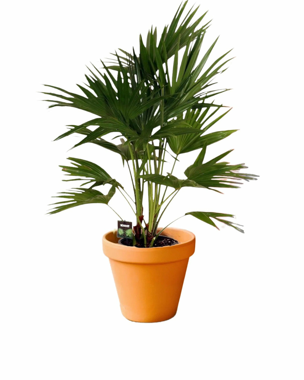 Livistona chinensis