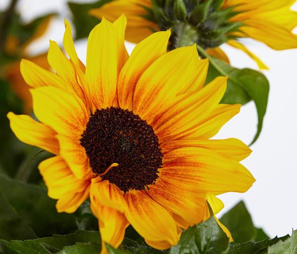 Sonnenblume 'SunBelievable®'