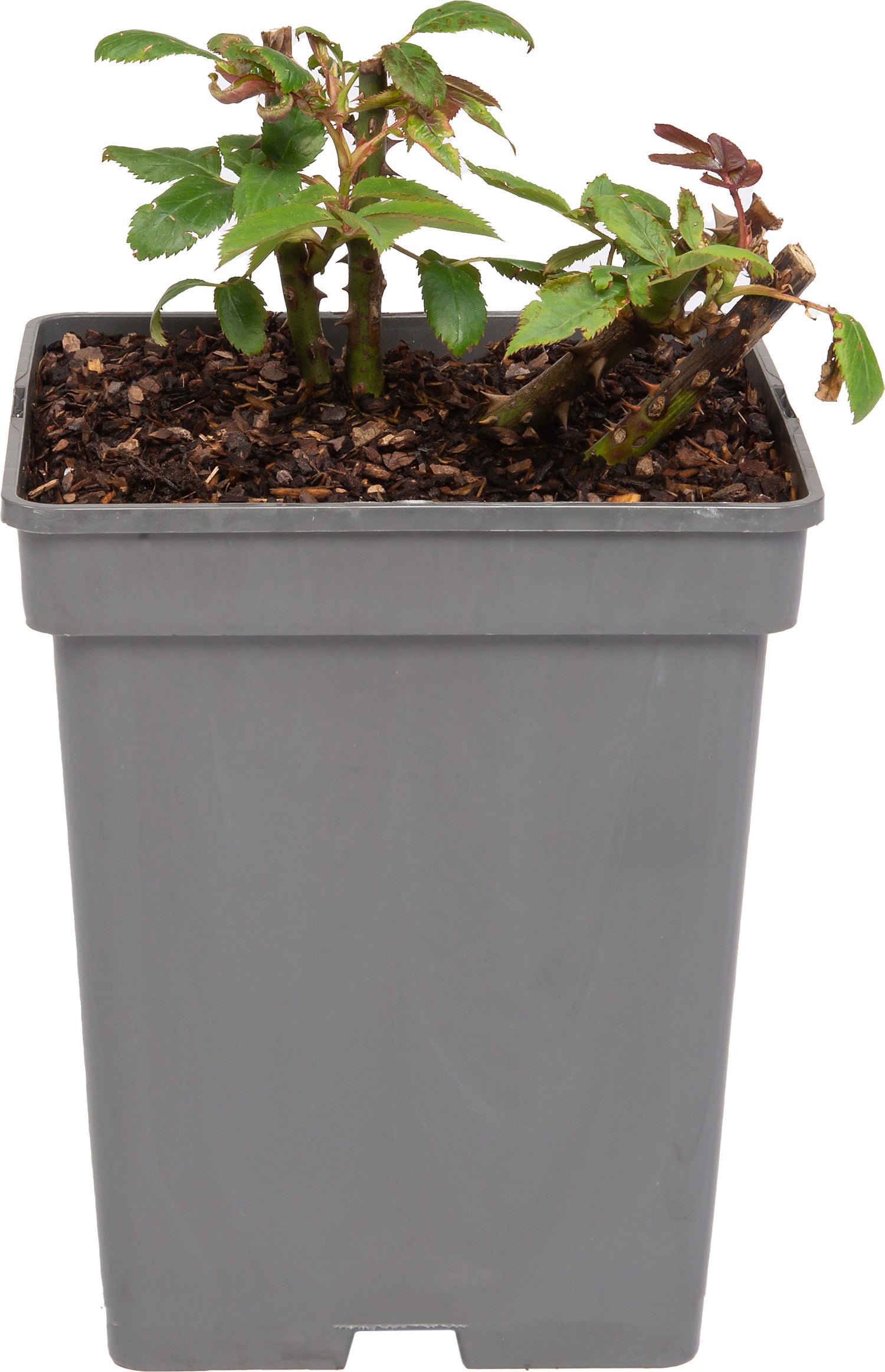 Grootbloemige Roos (Rosa 'Miss Schweiz') D 23 H 25 cm