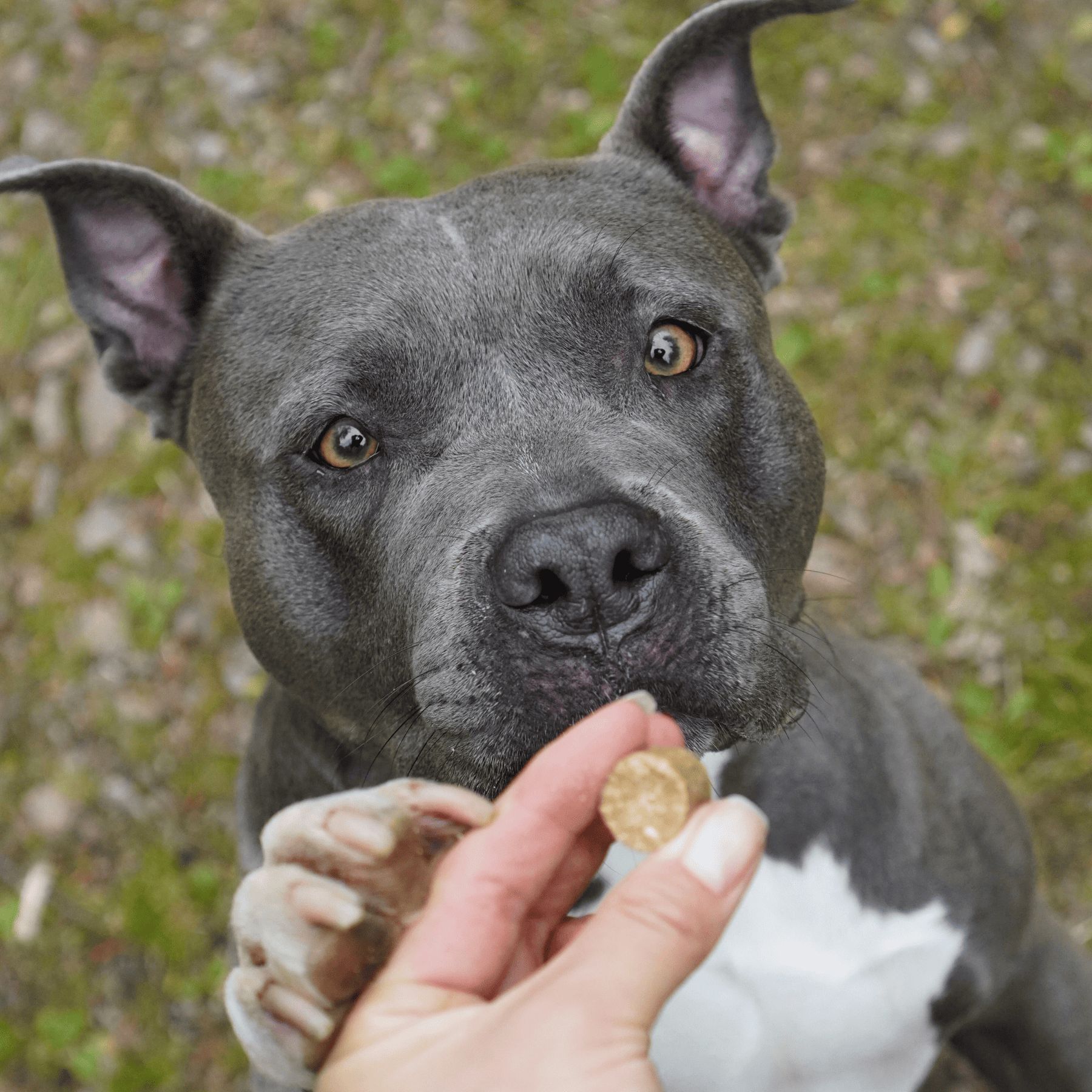 Bellfor Complete-Snack ZEComplete für Hunde Zeckenmittel für Hunde