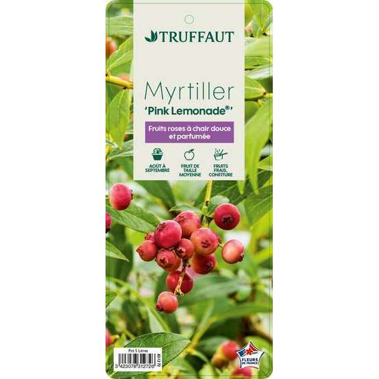 Myrtille 'Pink Lemonade' : pot de 5 litres
