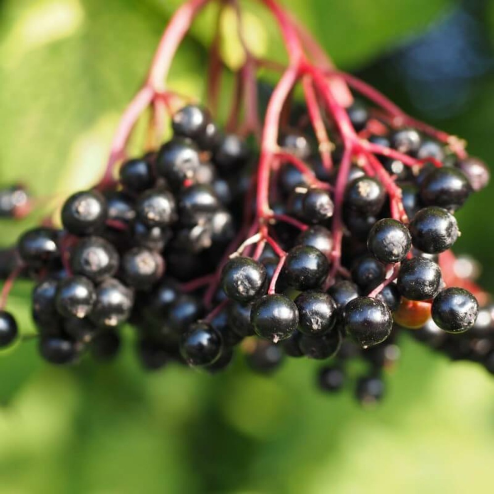 Sureau noir (sambucus nigra) - godet - taille 13/25cm