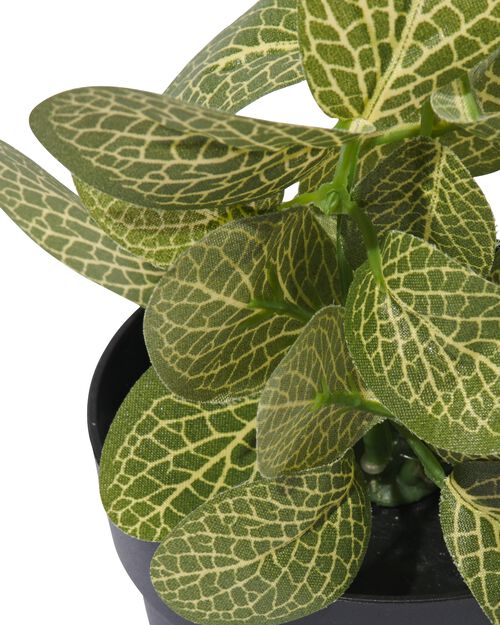 plante artificielle fittonia