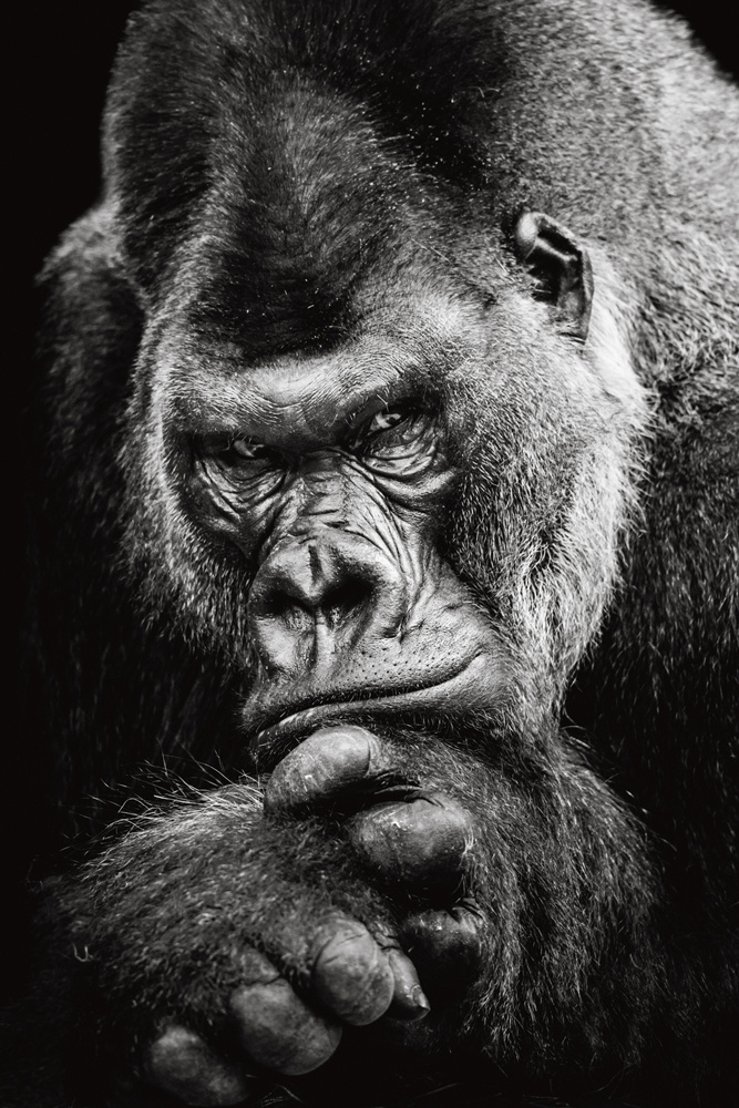 Akustikbild IMPOSANTER GORILLA 80x120cm, 7kg