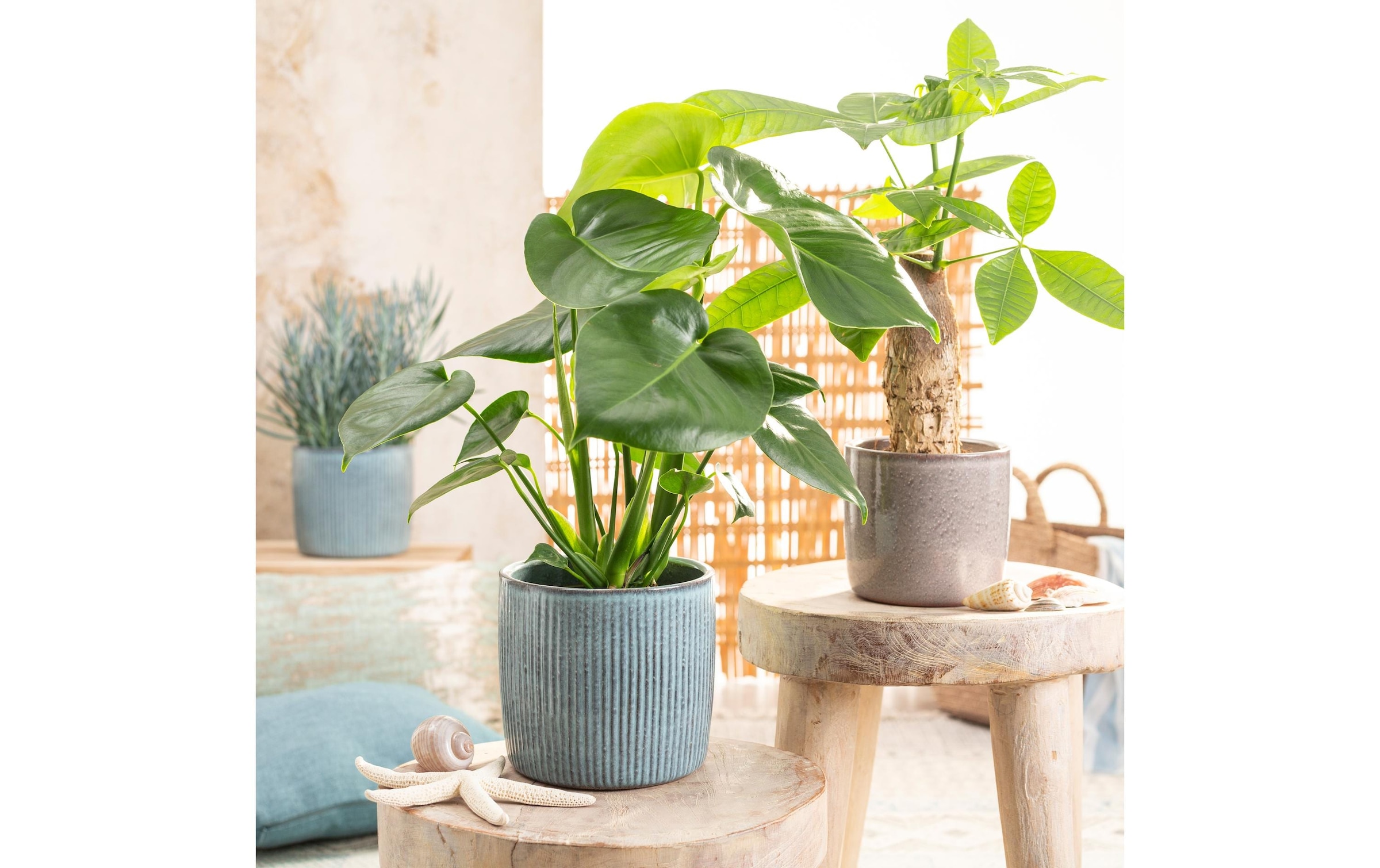 Scheurich Blumentopf »Lagoon Solido Linea 19.3 cm«