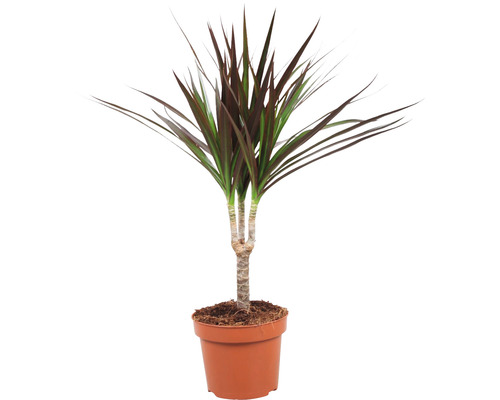 Drakenboom FloraSelf Dracaena Marginata H ca. 65 cm Ø 12 cm pot