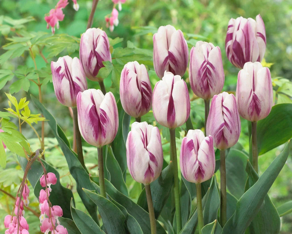 Tulipa gesneriana (Triumph-Group) 'Flaming Flag' Tulipan 'Flaming Flag'