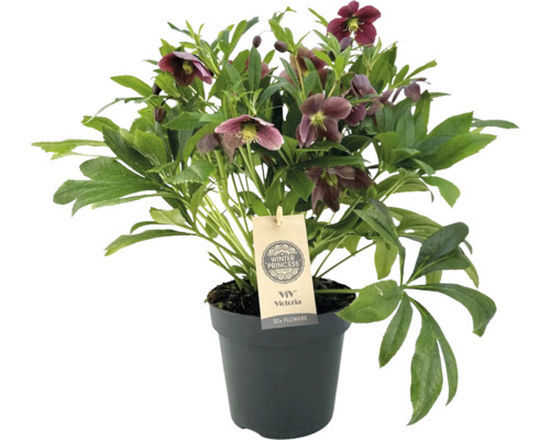 Kerstroos, Lenteroos FloraSelf Helleborus orientalis Viv Victoria Ø 17 cm pot
