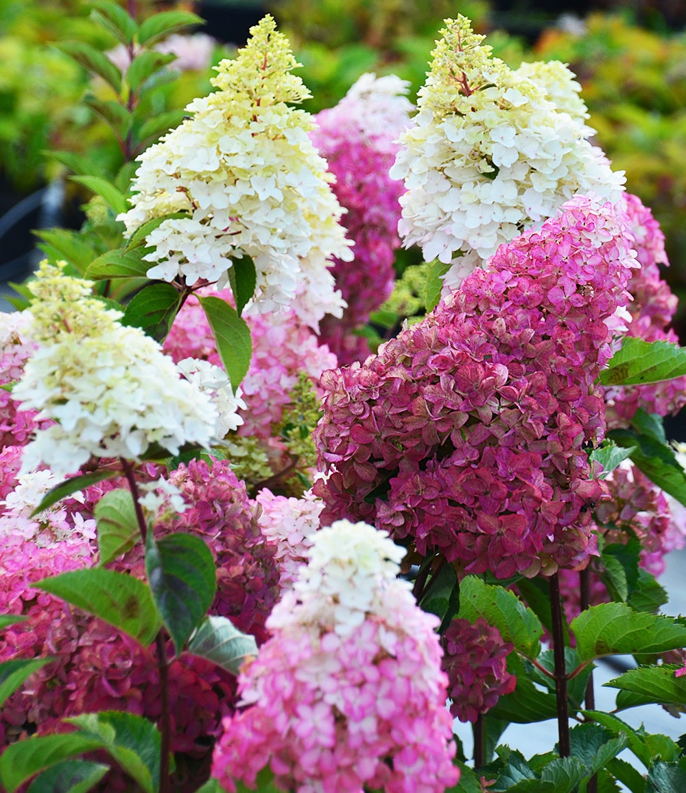Freiland-Hortensie 'Fraise Melba®'