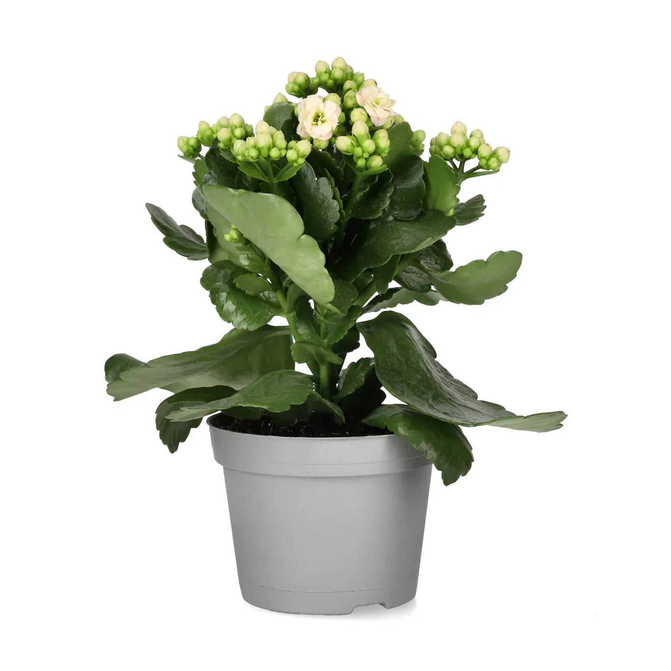 Kalanchoe Light Pink 10,5cm Ildtopp Høyde 25 cm
