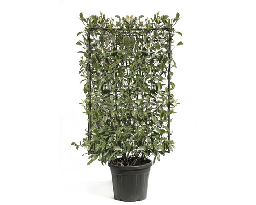 Loquat 'Red Robin' trellis FloraSelf Photinia x fraseri 'Red Robin' H120 x B80 cm Co 30 L