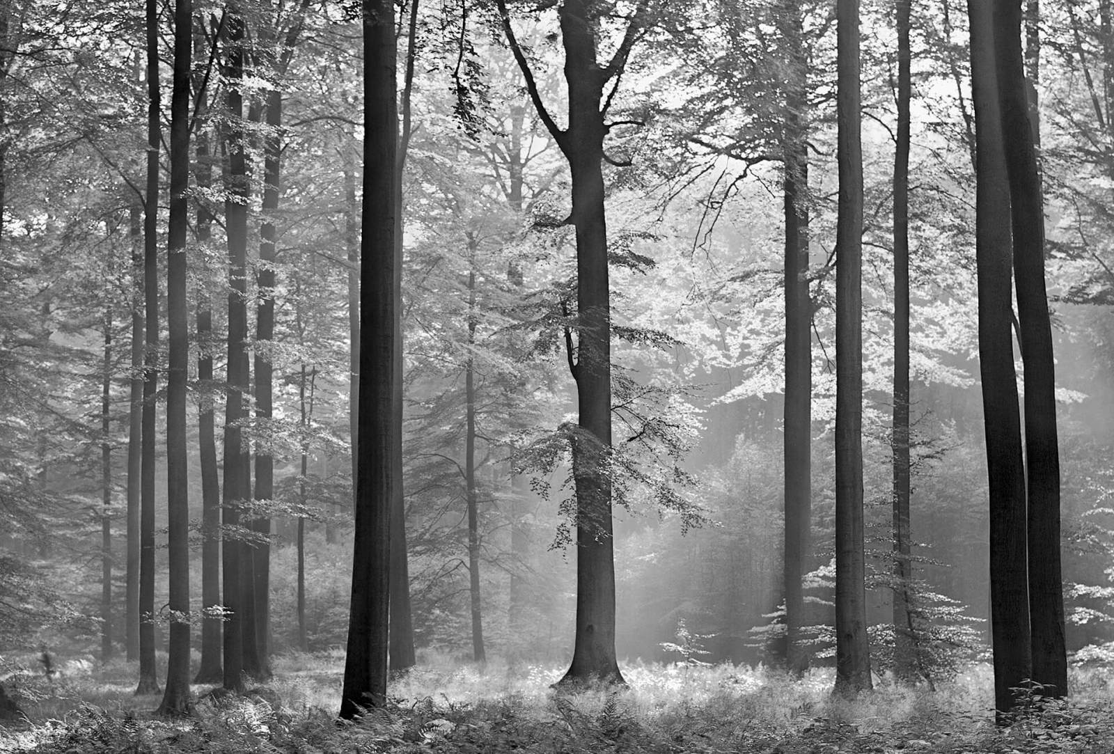 Fototapete DESIGNWALLS 2.0 - schwarz-weiß - Wald - 2,6 Meter