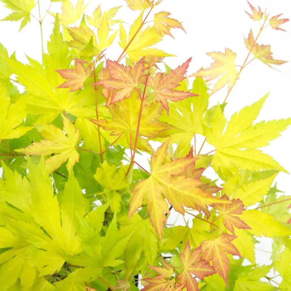 Japanse Esdoorn - Acer palmatum 'Orange Lace' - Hoogte 60-70cm - ⌀19cm