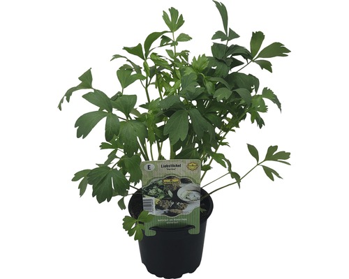 Lavas FloraSelf evisitcum officinale Ø 12 cm pot