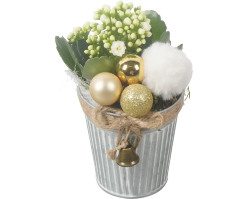 Kamerplanten arrangement FloraSelf Ø 9 cm pot