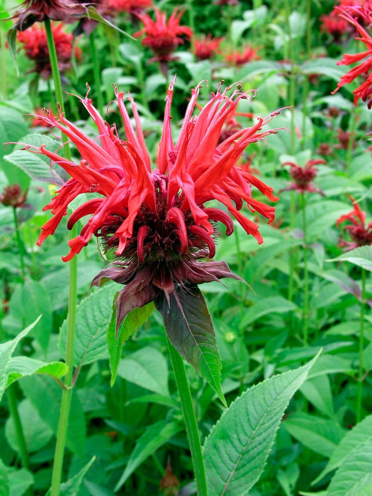 Bergamotplant (Monarda 'Cambridge Scarlet') D 11 H 80 cm
