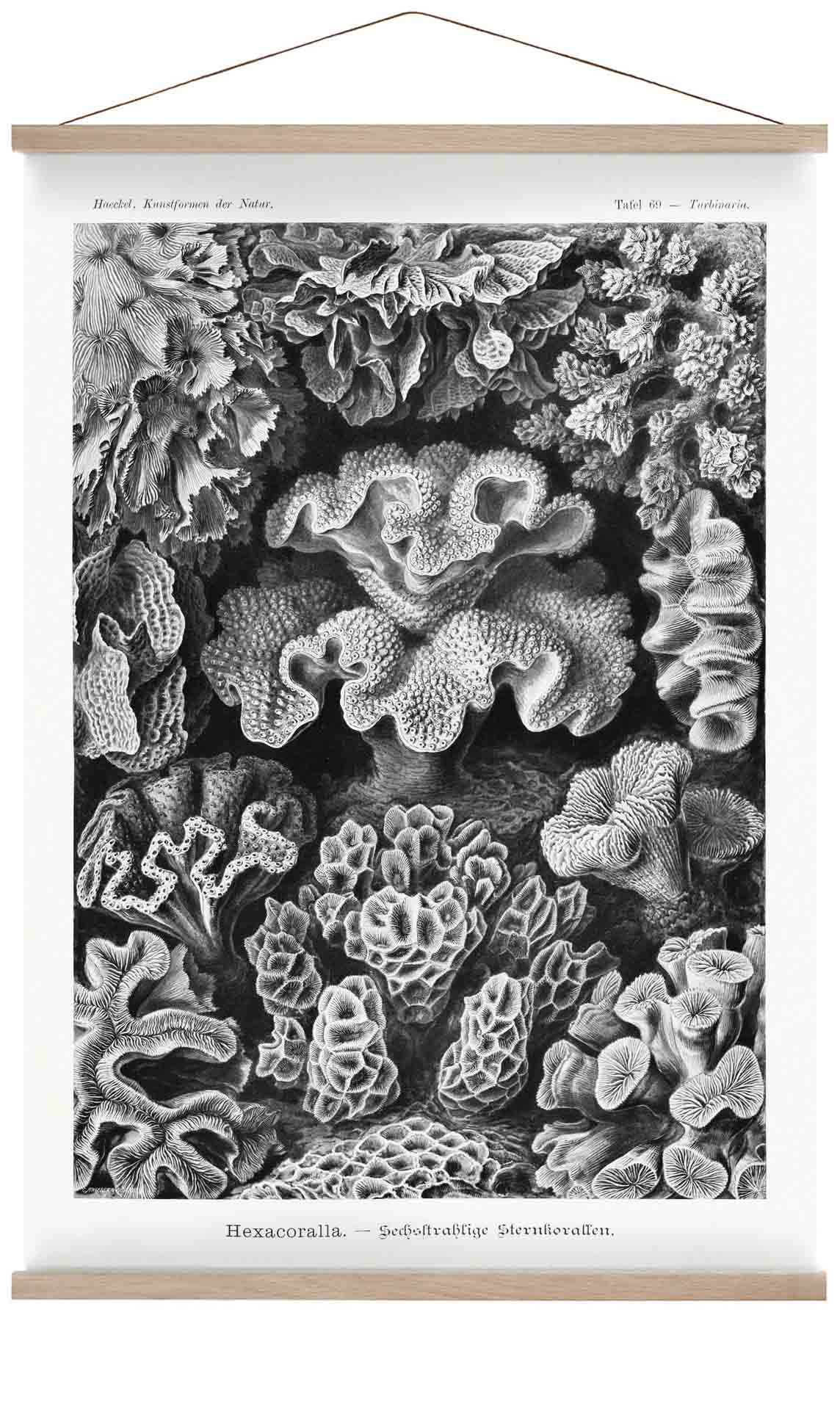 Hexacoralla I von Ernst Haeckel