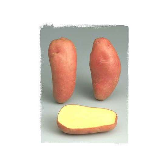 Plants de pommes de terre 'Roseval' en sac - 3 kg