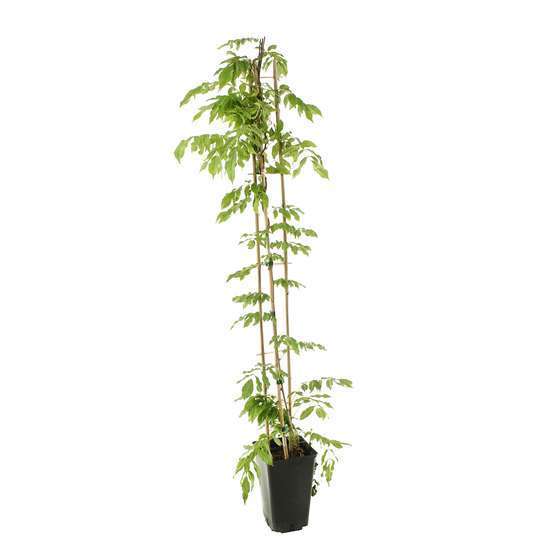 Wisteria sinensis, pot 3 litres