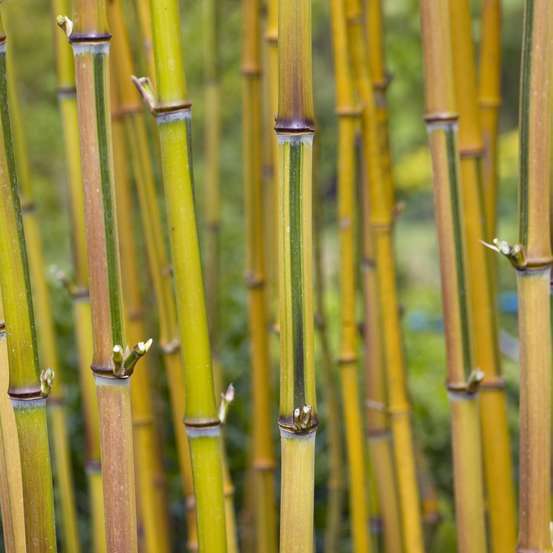Bambou moyen phyllostachys aureosulcata 'Spectabilis' 150/200 :pot 20L