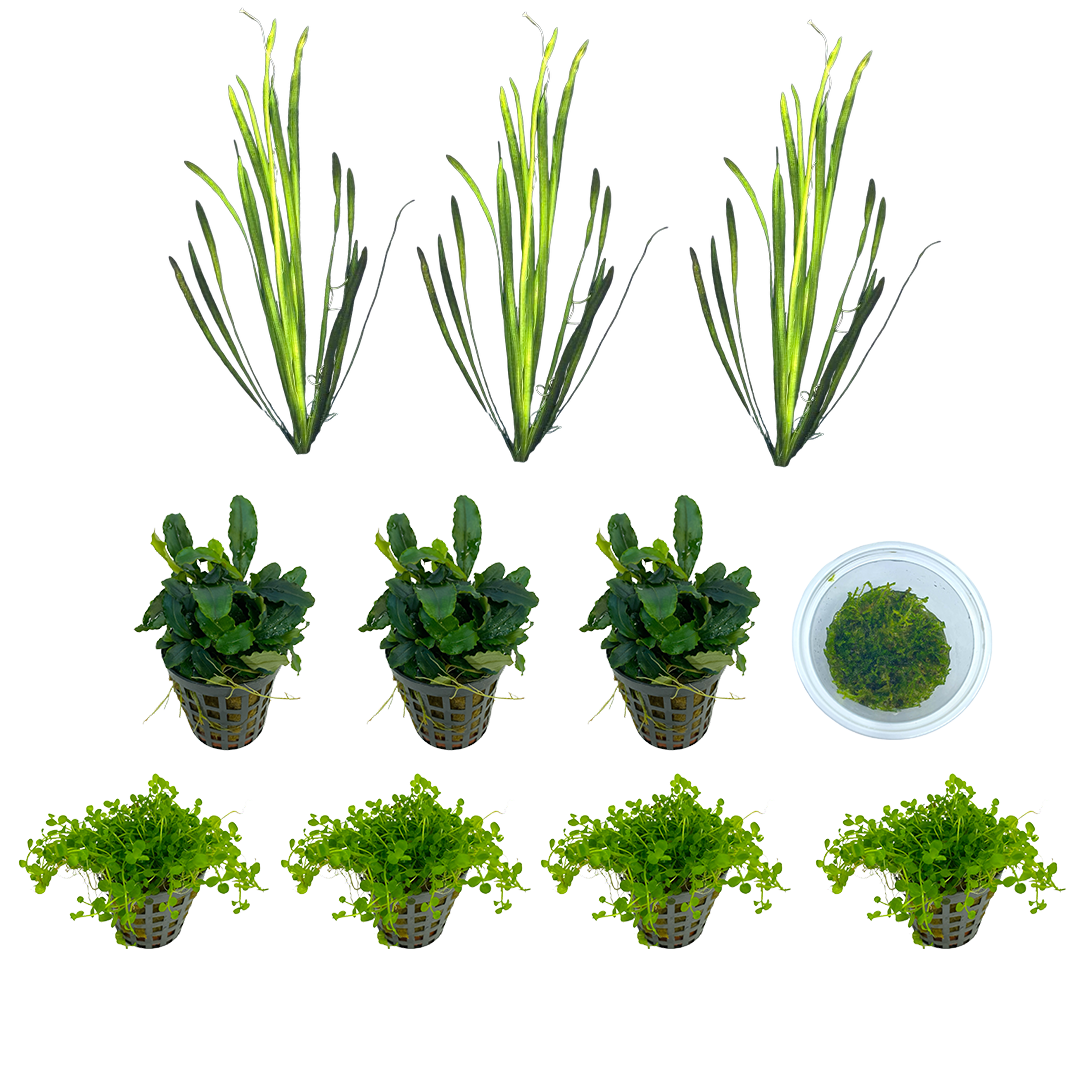 AquastoreXL Scaper Aquarium 45 Set | Aquascaping