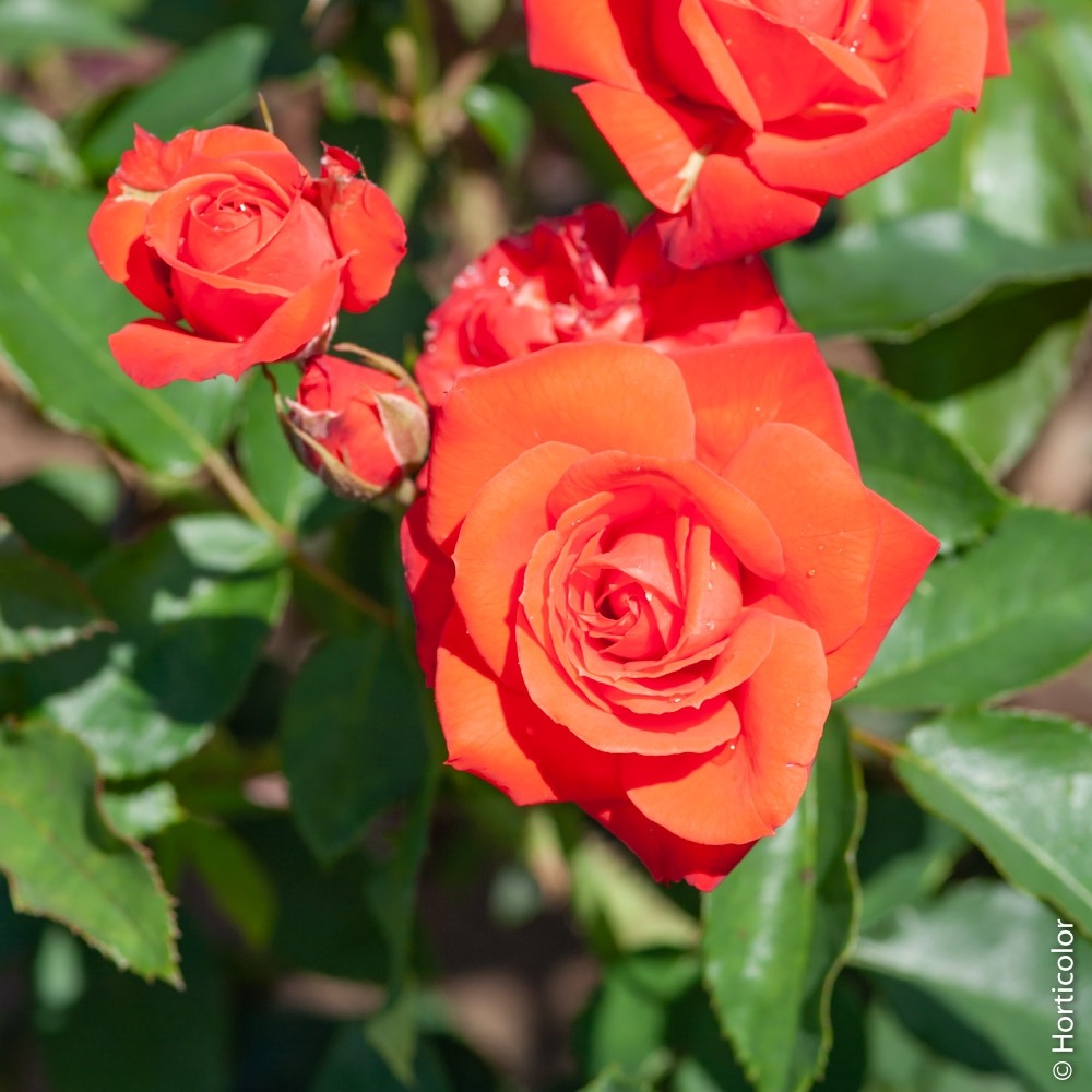 Rosier orange sensation sans motte