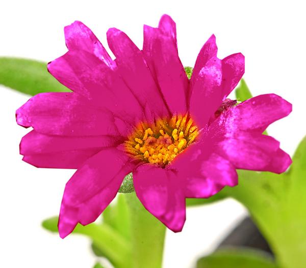 Bio Mittagsblume 'Wheels of Wonder® Violet