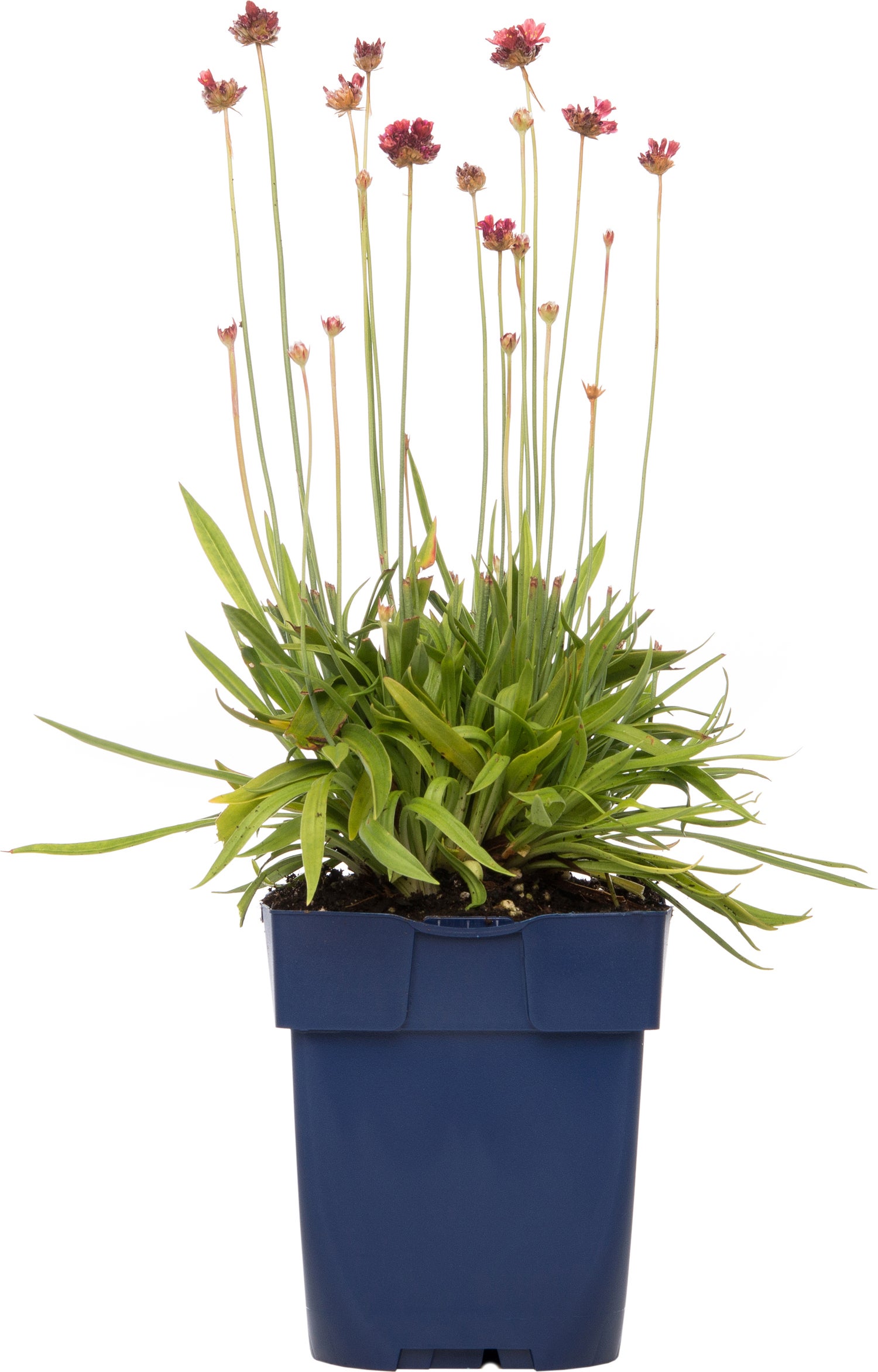 Engels gras (Armeria pseudarmeria 'Ballerina Red') D 11 H 10 cm